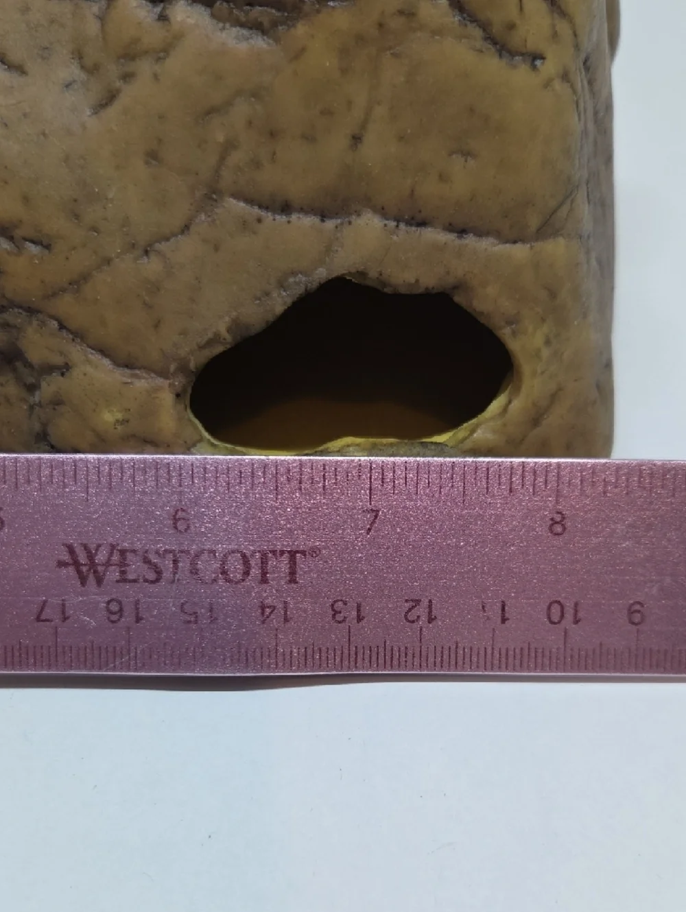 NWT Gecko Cave - Medium Brown Reptile Hide